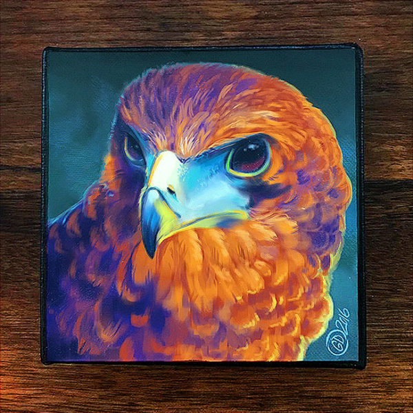 Hawk Vibrant Feathers Canvas Art Print