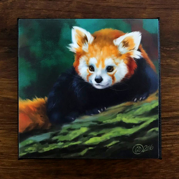 Curious Red Panda Canvas Painting